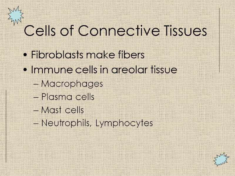 Cells of Connective Tissues  Fibroblasts make fibers Immune cells in areolar tissue Macrophages